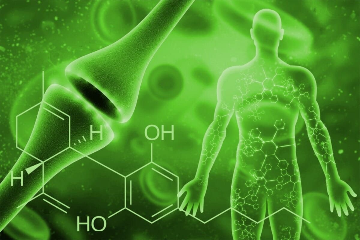 O que é o Sistema Endocanabinoide e como ele atua em nosso organismo?
